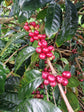 El Oasis - Fernando Bocanegra Natural Process Gesha, Tolima, Colombia