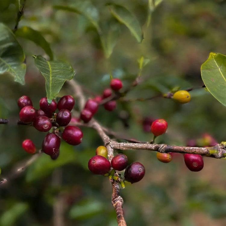 Echo - Finca Deborah - CM Washed Cascara Infused Gesha - Panama - Standout Coffee