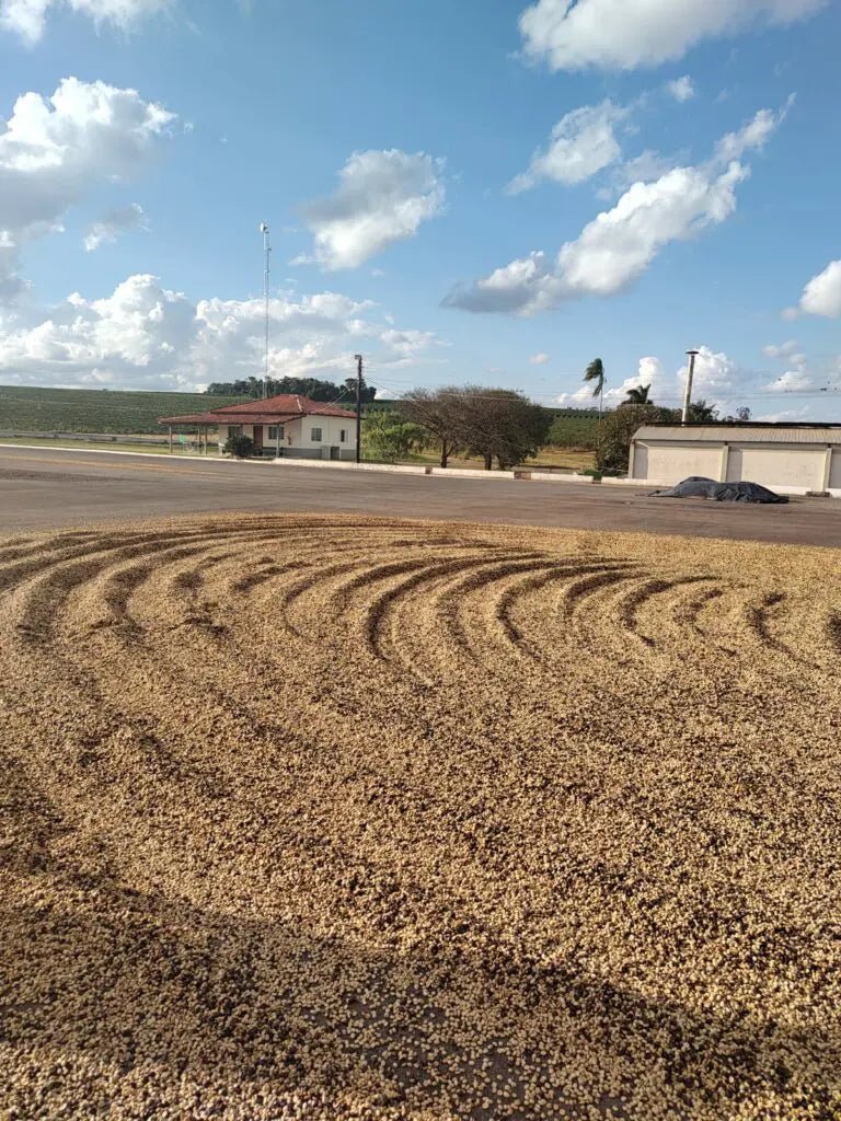 Fazenda Dona Neném - Eduardo Pinheiro Campos – Red Catuai Pulped Natural - Standout Coffee