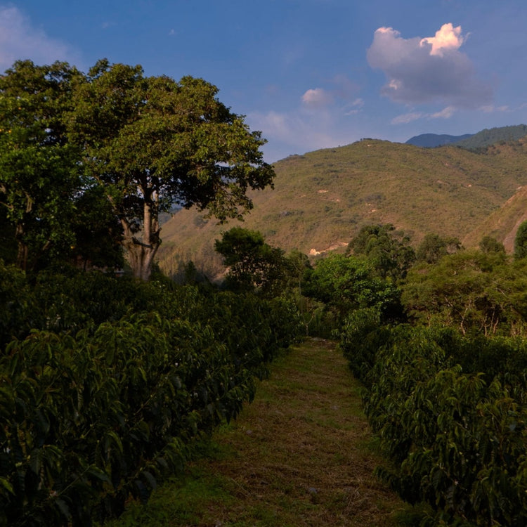 Jose Eguiguren Hacienda Santa Gertrudis Washed Typica Mejorado - Ecuador - Standout Coffee