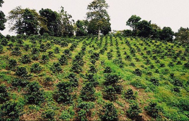 Sebastian Ramirez - Washed Caturra/Castillo/Colombia Field Blend - Colombia - Standout Coffee