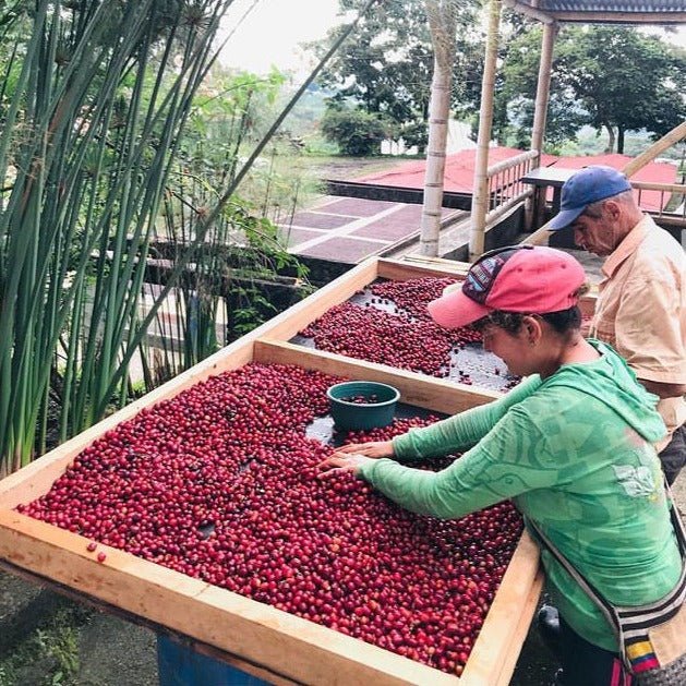 Sebastian Ramirez - Washed Caturra/Castillo/Colombia Field Blend - Colombia - Standout Coffee