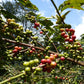 Washed SL28 SL34 Gatagua Muranga AA - Kenya - Standout Coffee